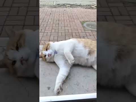 Funny Clumsy Cat Moments 😹✨#SnappyWorld#Shorts#CuteCats #FunnyKittens#Cat#meo#viral #funny#cute