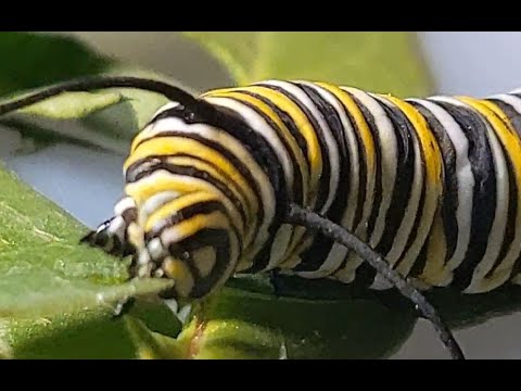 Very Hungry Caterpillar