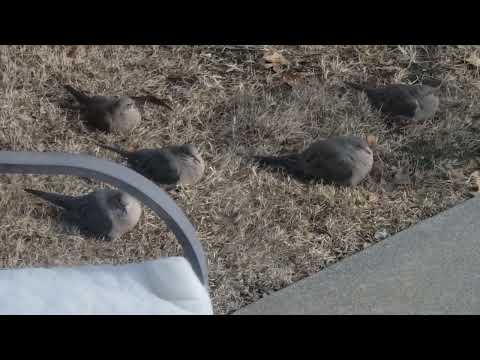 Chournks Huddled Together on Ground Hiding from Cold Wind