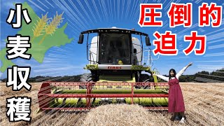【小麦収穫】1週間のコンバイン作業と出荷のリアル