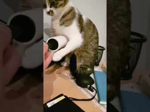 Short Fur of Absolute Refusal (Negate a Debuff on Watch)