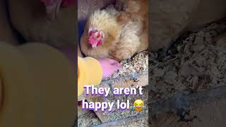 #cute #fypシ #adorable #angry #grumpy #chicken #egg #viral #viralvideo #youtube #chickens #farming