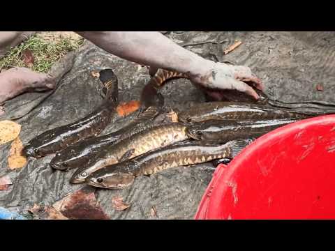 সরাসরি দেখুন মাছের মেলা, খুকনী মাছ মারা দেখে যাও | Beautiful fish Bangladesh / Khukni Atardag Mach