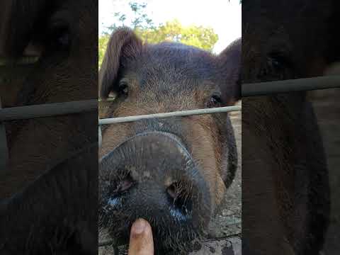 they grow up fast 😂 #piggy #duroc #babypig #ourbabyboy #funnyvideo #funnyfarm #pigsofyoutube #funny