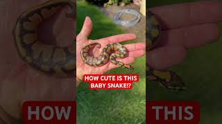 How CUTE is this Baby Ball Python!?