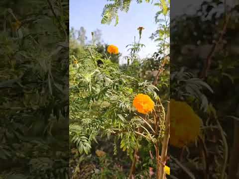The best flower growth 📈 #savenature #plants #saveenvironment #shortvideo #farming #nature #reels