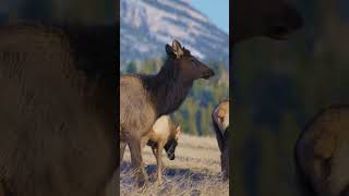 Banff Canada 🇨🇦🏔️ Most Beautiful Nature Place! #shorts