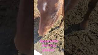 #pickle #horse #equine #food #try #outside #farming #cute #coding #silly