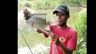 Mancing jaring, pakai umpan dedak padi, lihat hasilnya..!! #Nilla babon