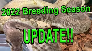 Ball Python Breeding Season Update