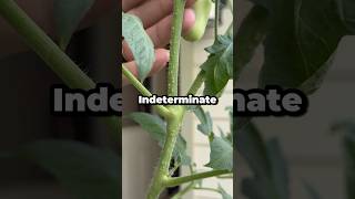 How Can You Tell If a Tomato Plant Is Indeterminate vs Determinate? #shorts