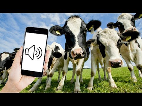 Cow Sounds in high quality