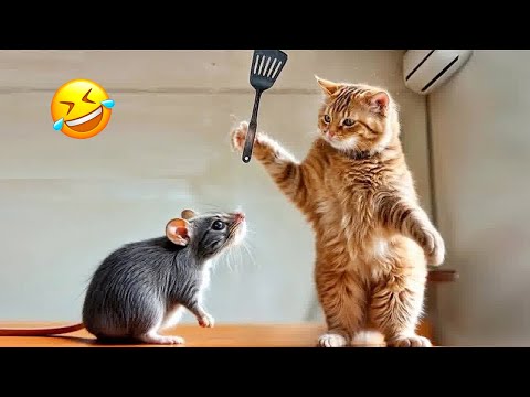 Funny animals that will crack you up! 😂