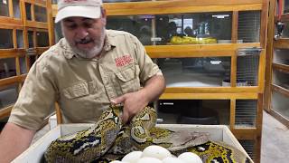 HUGE Reticulated Python Clutch!!