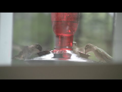 Hummingbirds Feeding
