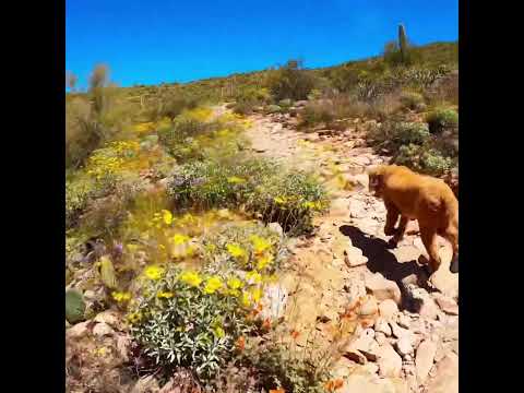 Arizona SUPER BLOOM!-Its Back! #explore #arizona #views #shorts #dog