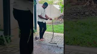 🚨 Snake Catching  in Action! 🐍 #SnakeCatching  #SnakeRescue  #WildlifeRescue  #YouTubeShorts