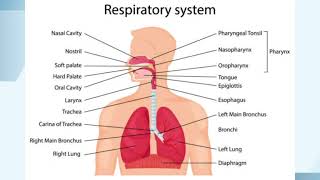 Anatomy and physiology of Respiratory system....#easynote