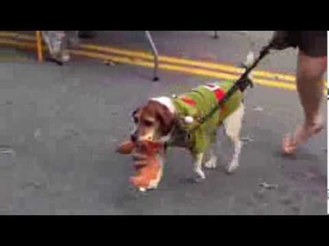 Elf Boxes Mascot Sonic Elvis in Costume Contest at Columbia Heights Day DC (Dogtoberfest)