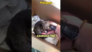 Cute Animals That Can Kill You… The Last One Is Deadly!