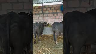 bhesh buffalo video #bhesh #desi #trending #animals #jafrabadibuffalo #cow #cowlover #shorts #viral