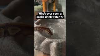Snake drinking #snakelife #python #ballpythonlove