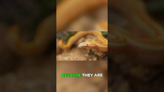 What Makes a Snake Truly Unique? #rare #designed