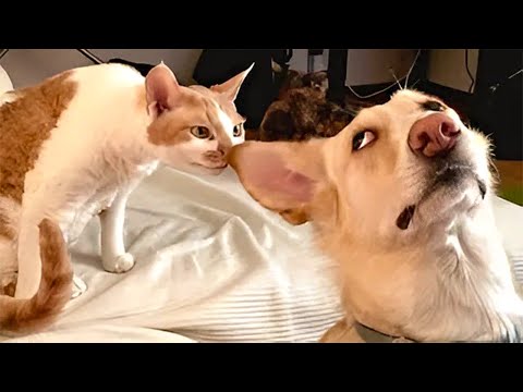 Funny Cat Videos of 2025 😍 Try not to laugh