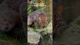 🐾 World's Smallest Cat Spotted in Panna National Park! 😻 #wildlife #nature