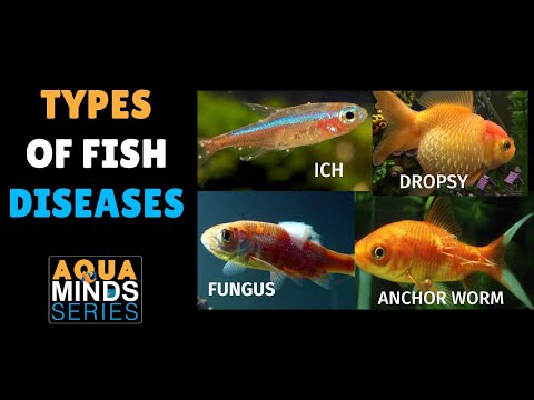 Types of Aquarium Fish Diseases | Aqua Minds Series