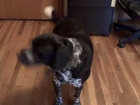 Charley the dog sings when the phone rings