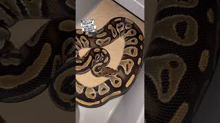 Ball Python Ovulation Close Up 💥🥰💥 #ballpythonbreeder #ballpython #royalpythons