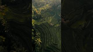 FPV cruising Tegalalang Rice Terraces. #djiavata2 #fpvdrone #djiavata2 #djiglobal #fpvpilot
