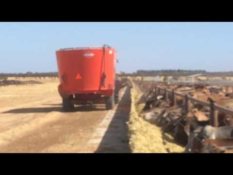 Cattle Feedlot - Nhill