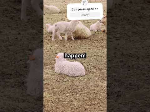 From Wool to Sheep: A Magical Transformation! #sheep #ai #new #future #youtube #youtubeshorts
