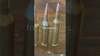 Why the .243 is the most versatile rifle cartridge