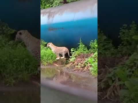 Leapord at New IIT Bombay #leopard #leopardcat #iitbombay