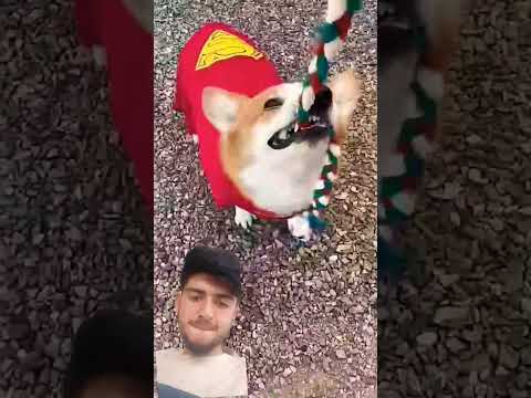 Funny cat short. #funny #trending #viralshort