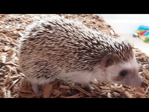 Hedgehog Moments part 27 #trending #hedgehog #cute #shorts #subscribe