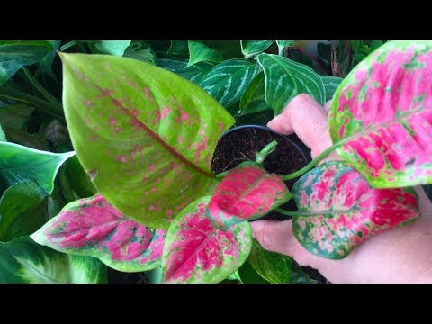 Houseplant dollar store at Chatuchak Plant Market, Bangkok, Thailand