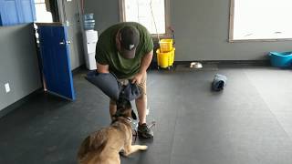 Foundation First K9: Riddick Bitework