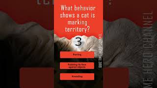Is Your Cat Marking Territory? Discover the Telltale Behavior! #quizzgame