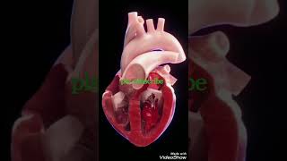 #cardiaccycle #heartbeat #heartanatomy #heartanimation