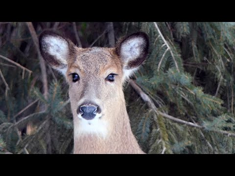 Deer Return to our backyard for 2022