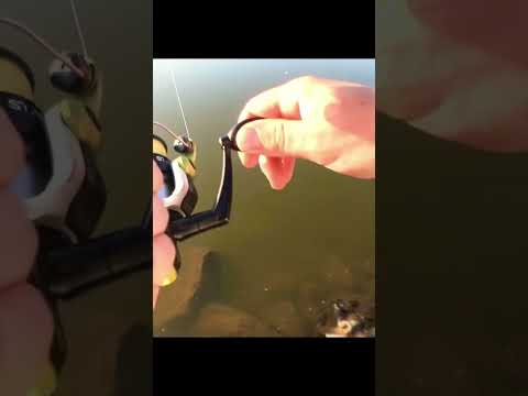 Crappie magnet catches a slab crappie! #fishing #shorts #crappiefishing #fish