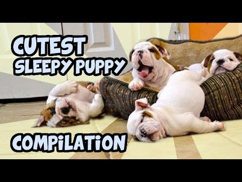 ULTIMATE SLEEPY PUPPY COMPILATION