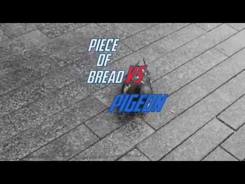 Piece of Bread vs Pigeon