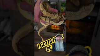 #ballpython #feedingsnakes #royalpython #snakefeeding #petsnakes