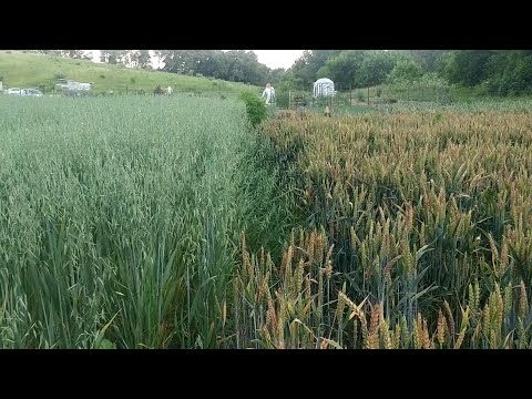 Garden Update: Early Summer | Hidden Grove Homestead | Garden Tour