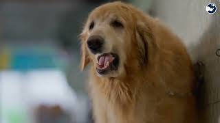 Scientists Say Some Animals Are Learning to Communicate Like Humans
